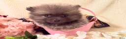Pomeranian dogs for sale: Teddy bear Pomeranian  **  fluffy Poms  - Advert 8