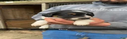 Mixed Breed dogs for sale: 11 border collie x cocker spaniel puppies - Advert 5