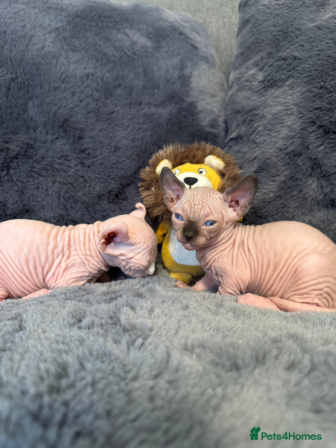 Sphynx cats for sale:  🔥Sphynx and Elf kittens 🔥 - Advert 23