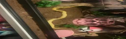 Corn Snake reptiles for sale: Free Snake and Setup – Needs Collecting - Glasgow in Glasgow - Advert 3