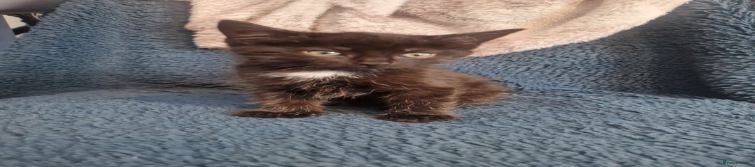 Mixed Breed Kitten 3