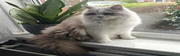 British Longhair cats for sale: Lilac & White Bicolour British Longhair  - Advert 9