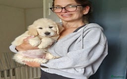 Golden Retriever dogs for sale: Adorable pedigree Golden Retriever puppies  - Image 1