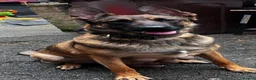 Belgian Shepherd Dog dogs for sale: Belgian malinois - Advert 2