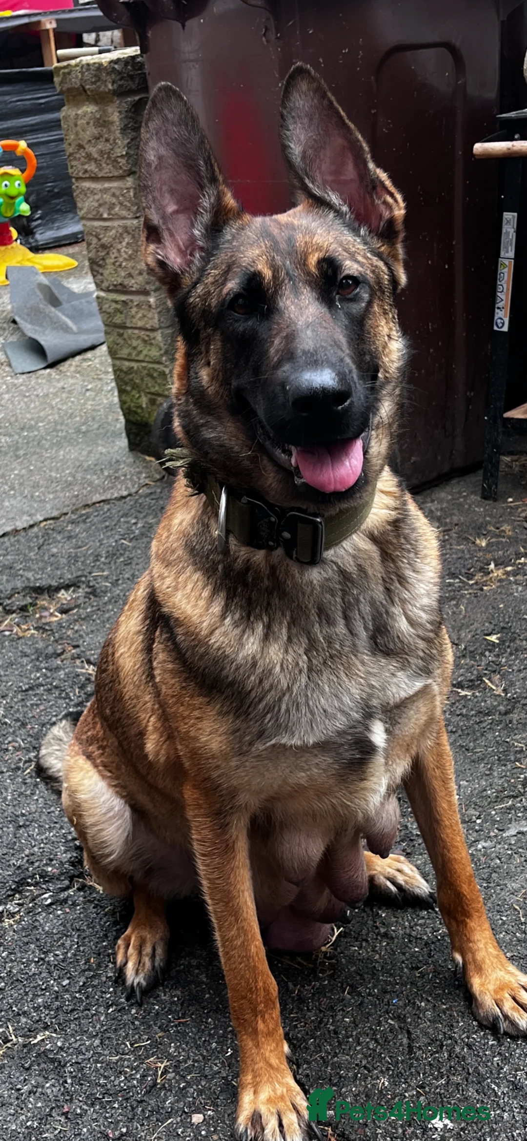 Belgian Shepherd Dog dogs for sale: Belgian malinois - Advert 2
