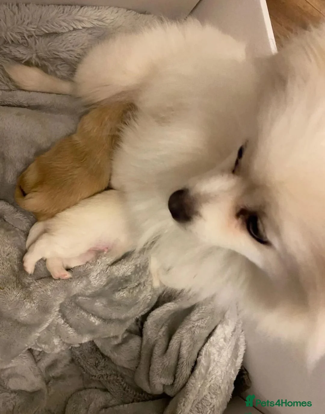 Pomeranian dogs for sale: Meet this adorable Pomeranian puppy in Torquay - Advert 2