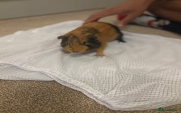 Guinea Pig rodents for sale: 2 boar Guniea pigs - Image 3
