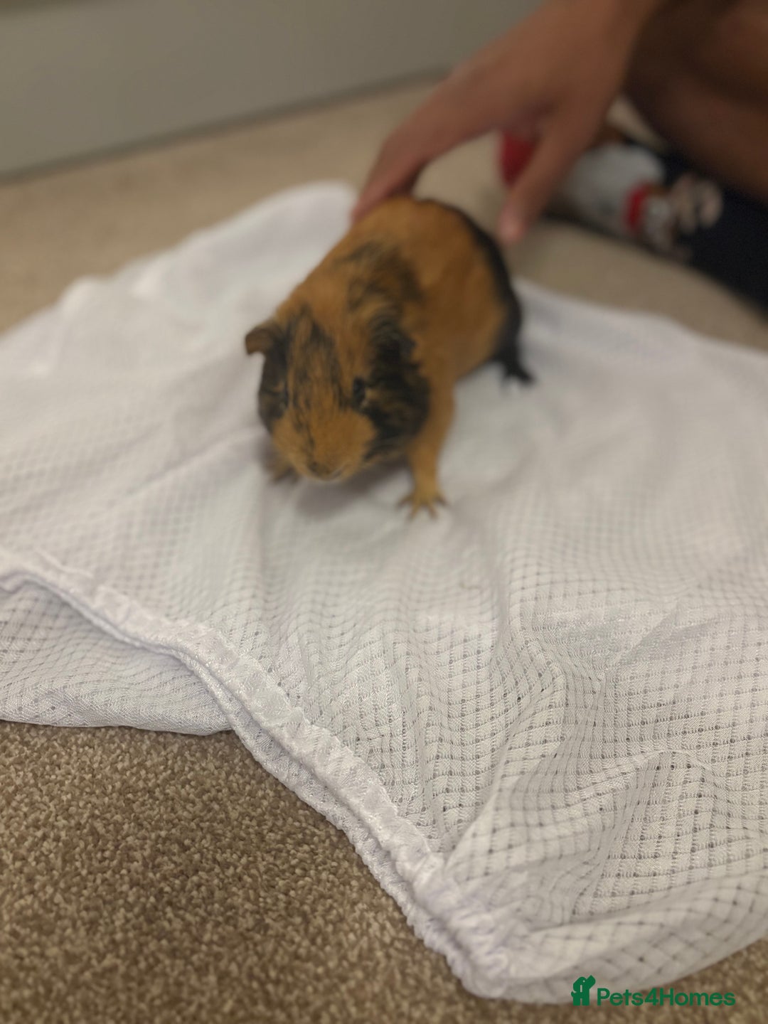 Guinea Pig rodents for sale: 2 boar Guniea pigs - Image 3
