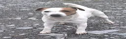 Jack Russell dogs for sale: Jack Russell Dog Pup in Machynlleth - Advert 4