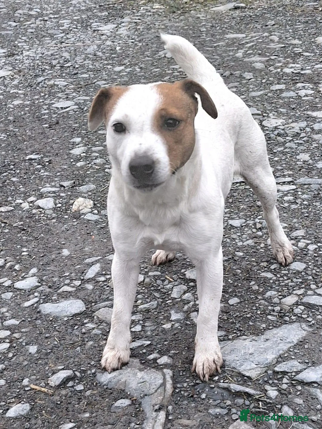 Jack Russell dogs for sale: Jack Russell Dog Pup in Machynlleth - Advert 4