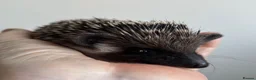 Pygmy Hedgehog rodents for sale: African Pygmy Hedgehog Ethnical breeding mixed - Advert 5