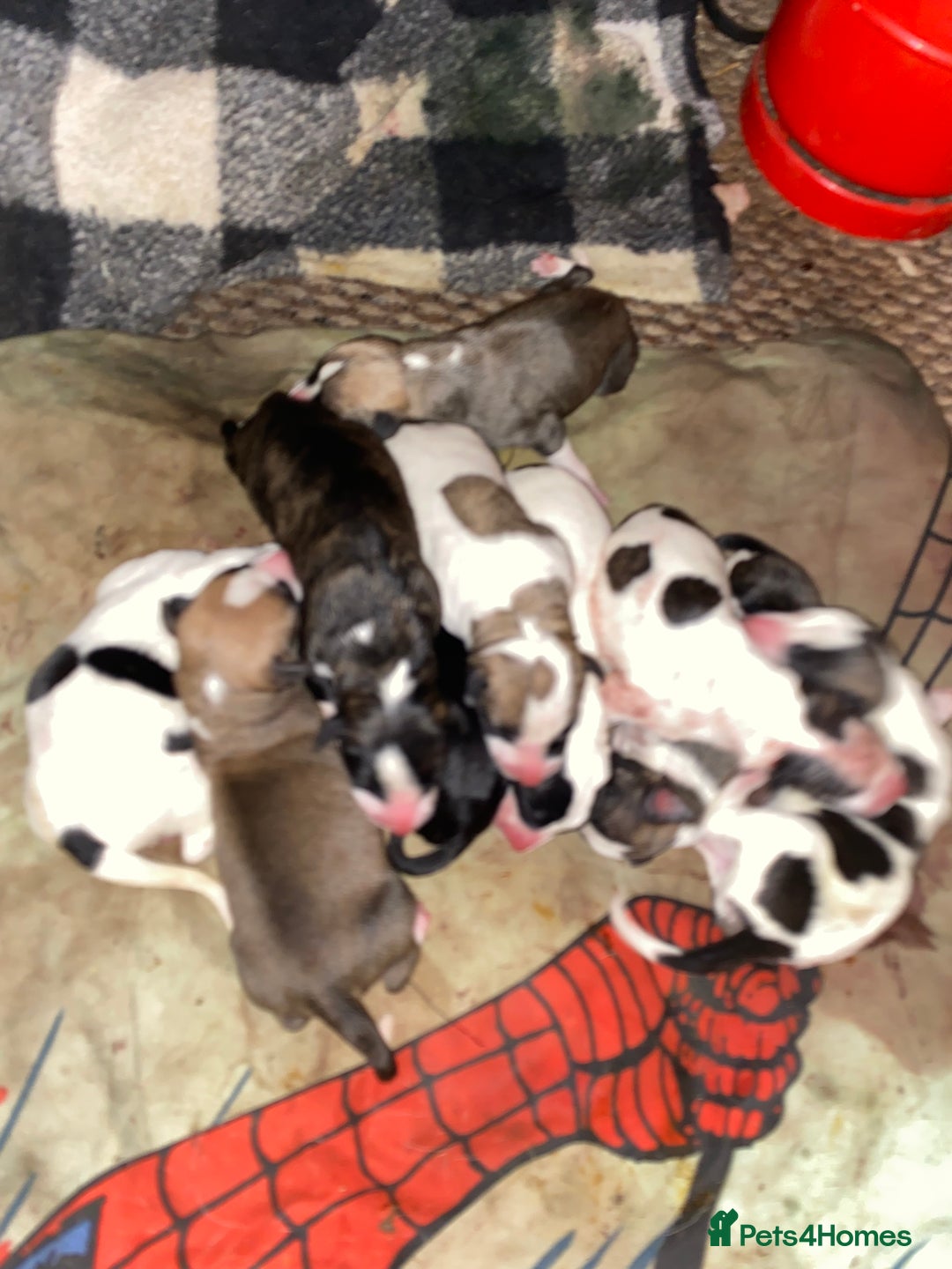 Mixed Breed dogs for sale: Lurcher cross pups  - Advert 2