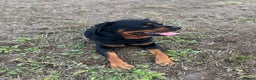 Rottweiler dogs for sale: Selling my Rottweiler  - Advert 6