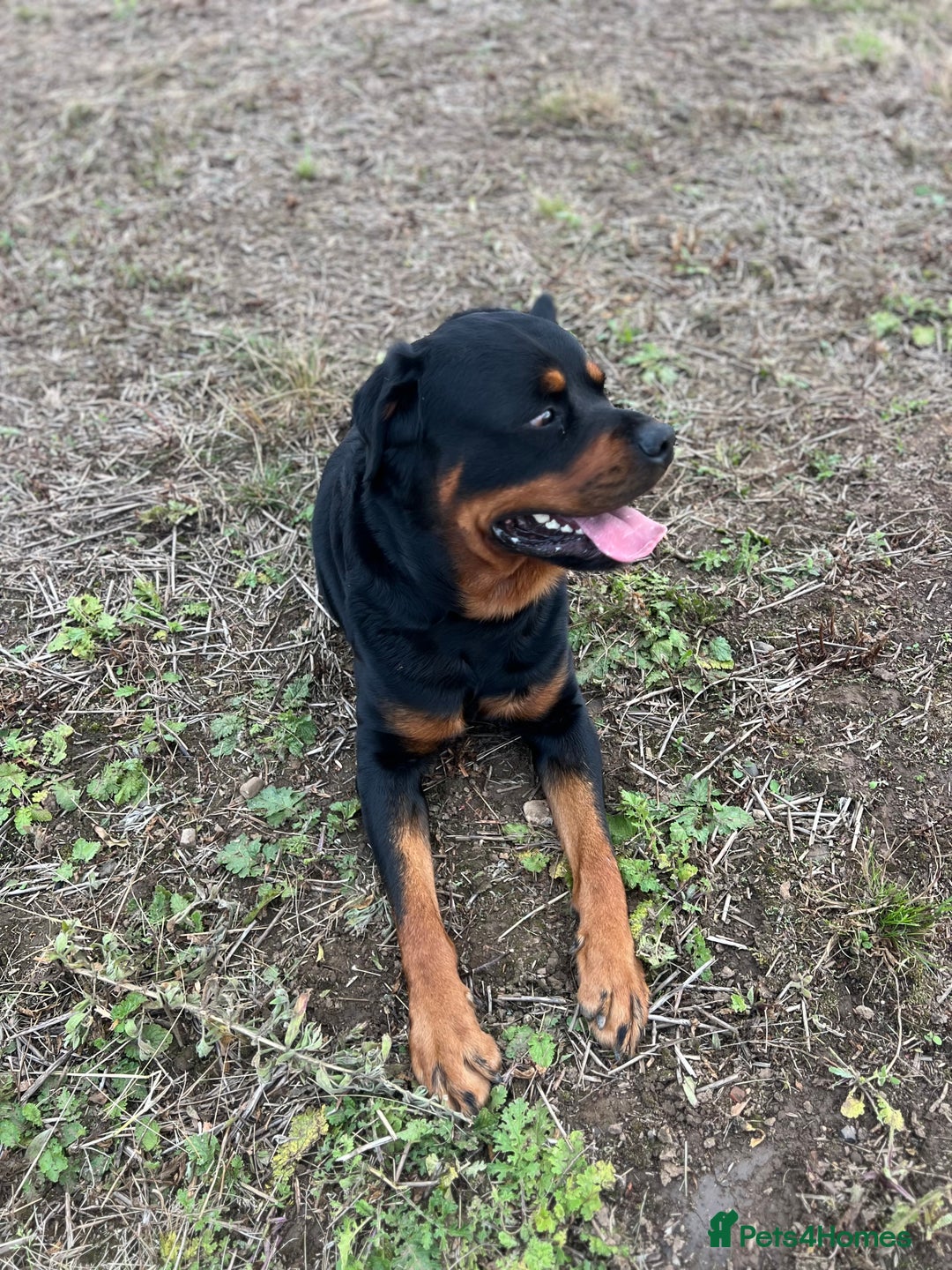 Rottweiler dogs for sale: Selling my Rottweiler  - Advert 6