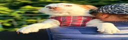 Mixed Breed dogs for adoption: ❤️🐶 AISY & BASIA –TWO LITTLE SUNBEAMS TOGETHER in Burton-on-Trent - Advert 27