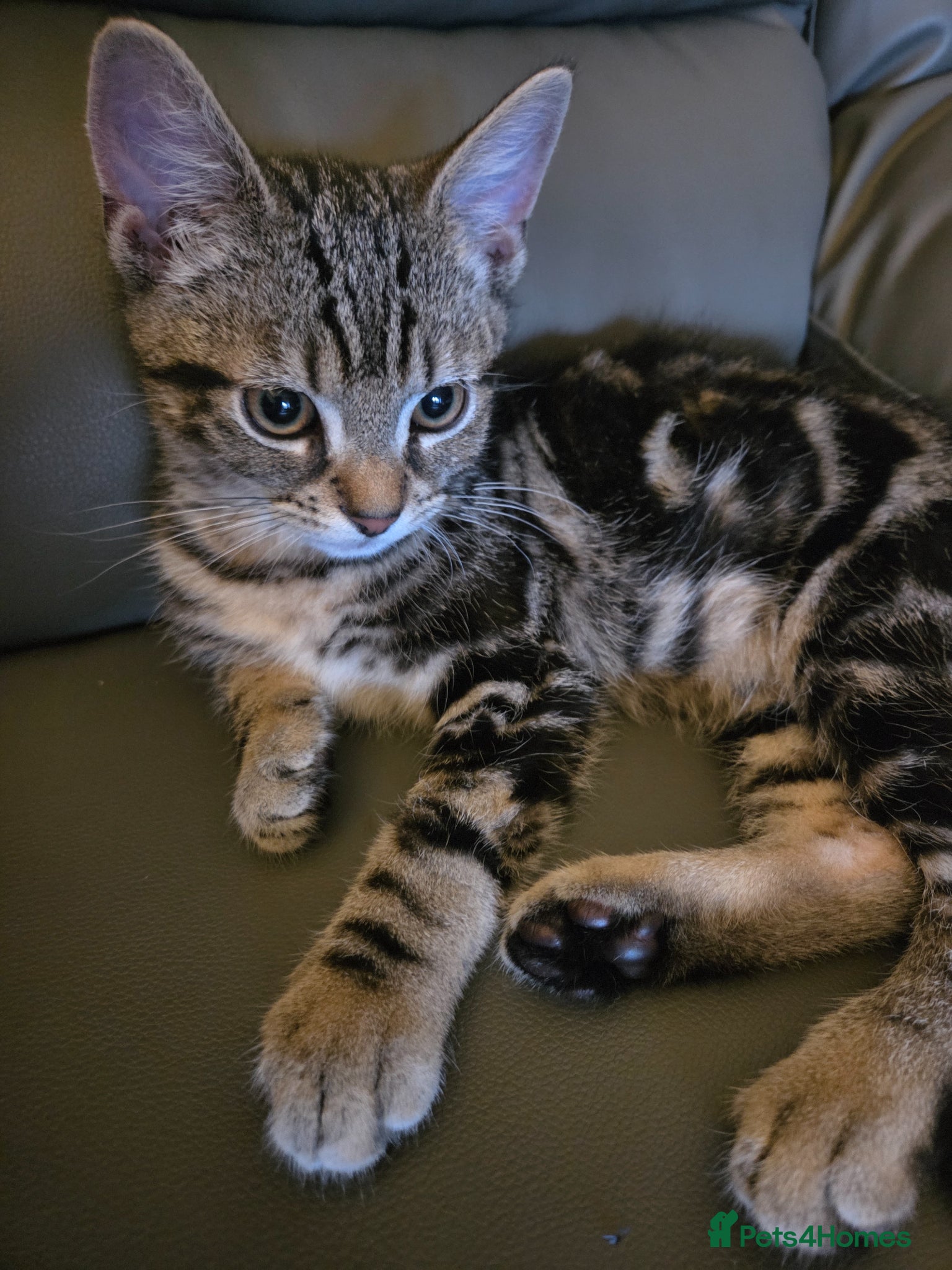Domestic Shorthair cats for sale: Male Tabby kitten  - Advert 1