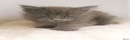 Maine Coon cats for sale: XXL Maine coon kittens + DNA health tested - Advert 24