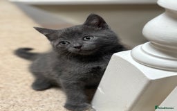 British Shorthair cats for sale: Blue British Short Hair Mix - Image 2