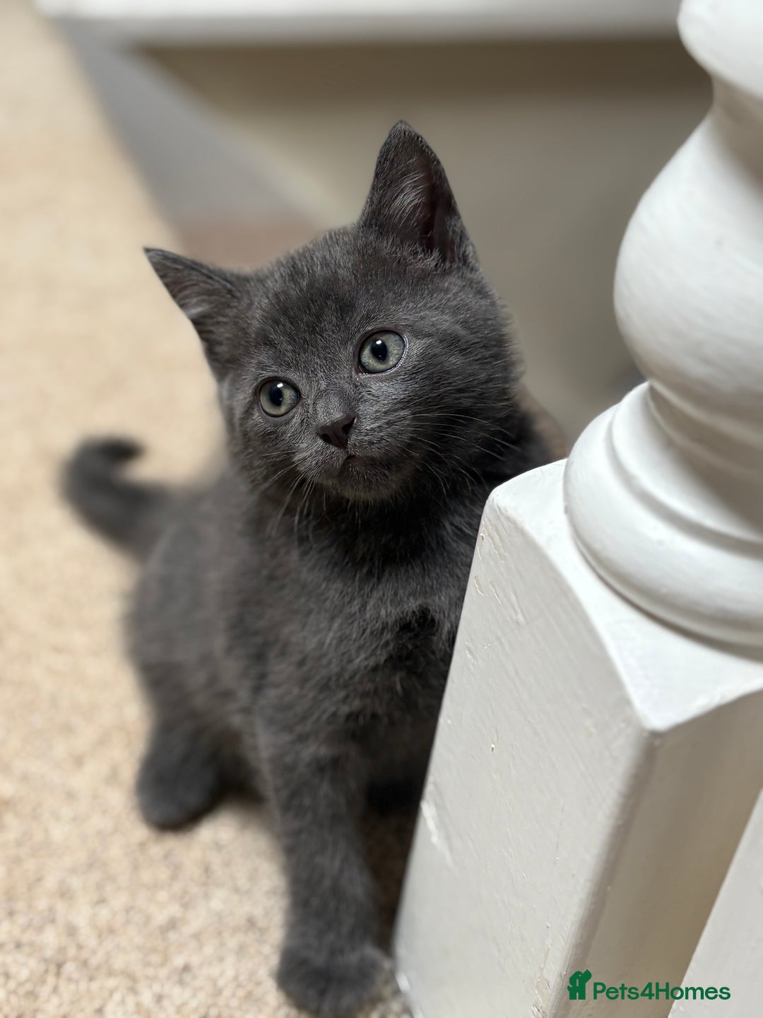 British Shorthair cats for sale: Blue British Short Hair Mix - Image 2