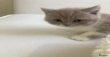 British Shorthair cats - Advert 5