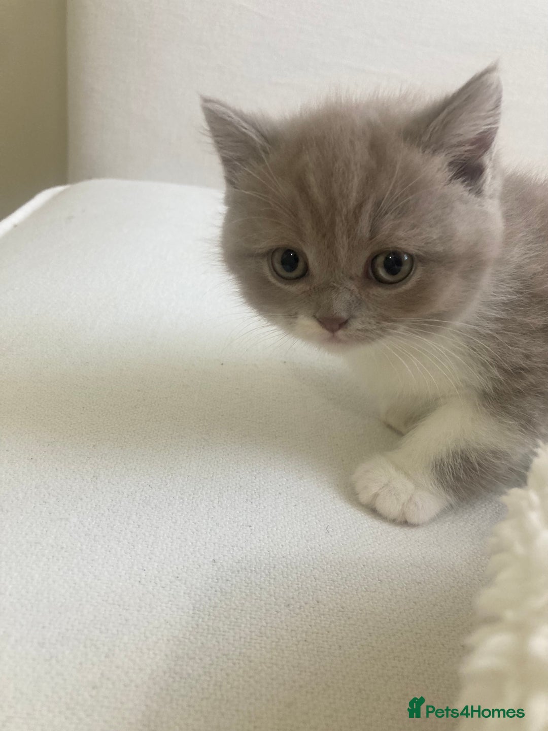 British Shorthair cats for sale: British shorthair/British longhair kittens 🐾  - Image 3