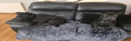 Mixed Breed dogs for sale: Beautiful Sharpei Puppies  in Liverpool - Advert 9