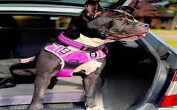 Mixed Breed dogs for sale: Poppy  - Image 3