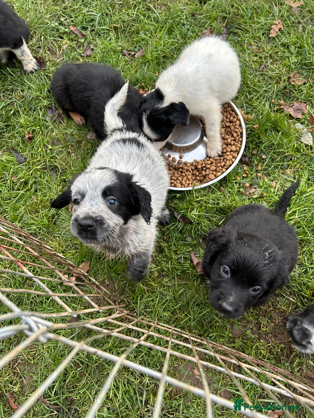 Mixed Breed dogs for sale: GORGEOUS COCKER SPANIEL/BORDER COLLIE PUPS - Advert 7