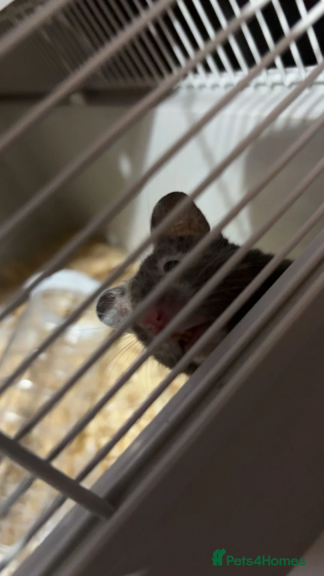 Mixed Breed rabbits for sale: syrian hamster - Advert 1