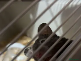 Mixed Breed rabbits syrian hamster - Advert 3