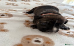 Staffordshire Bull Terrier dogs for sale: Beautiful puppies staffordshire bull terier 🥰 - Image 9