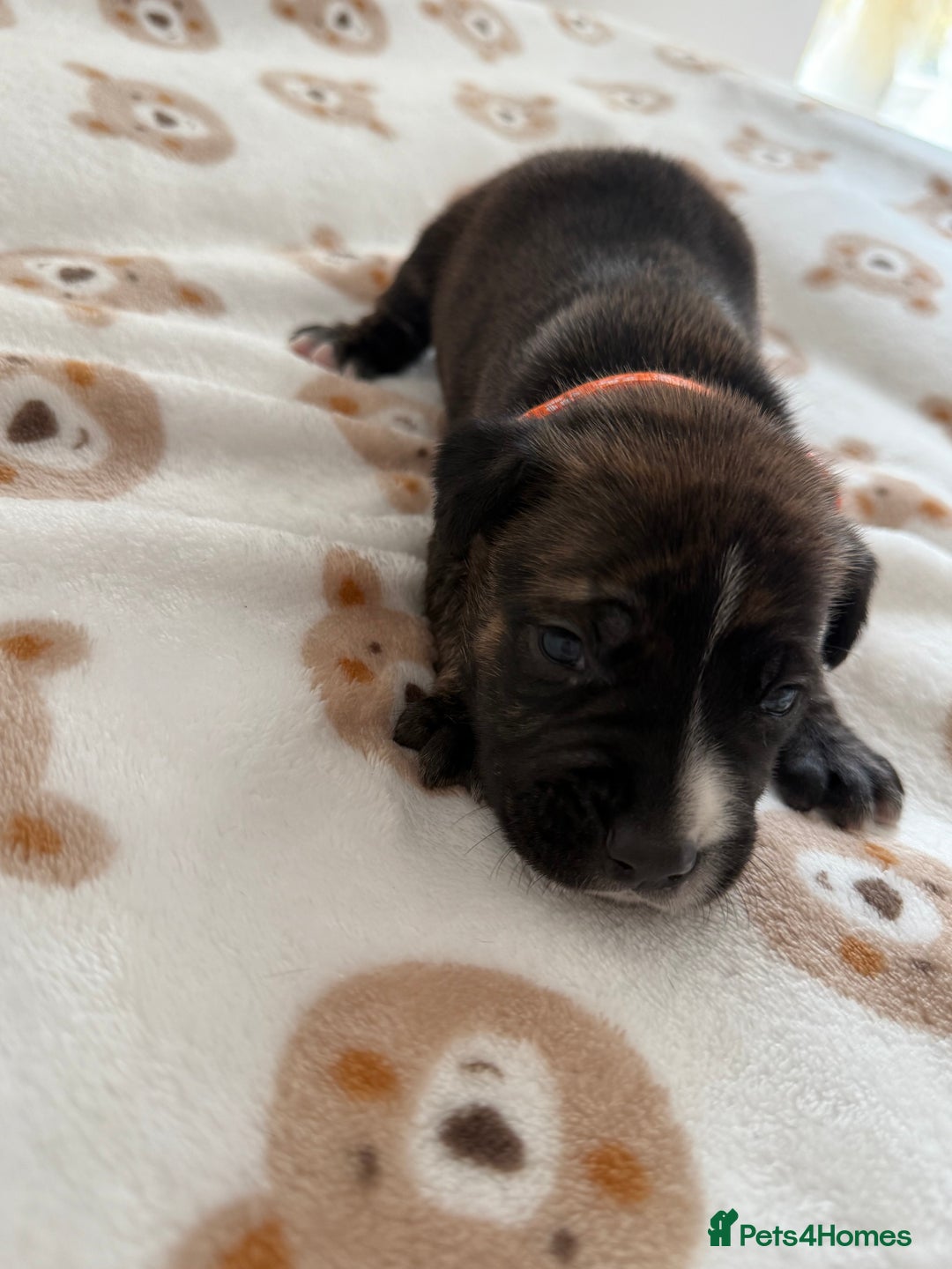 Staffordshire Bull Terrier dogs for sale: Beautiful puppies staffordshire bull terier 🥰 - Image 9