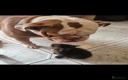Mixed Breed cats for sale: Beautiful kittens  - Image 37
