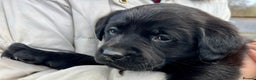 Labrador Retriever dogs for sale: KC Registered black Labrador Puppies for sale - Advert 1