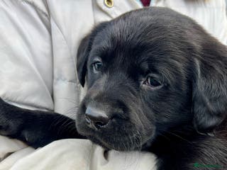 Labrador Retriever dogs KC Registered black Labrador Puppies for sale - Advert 5