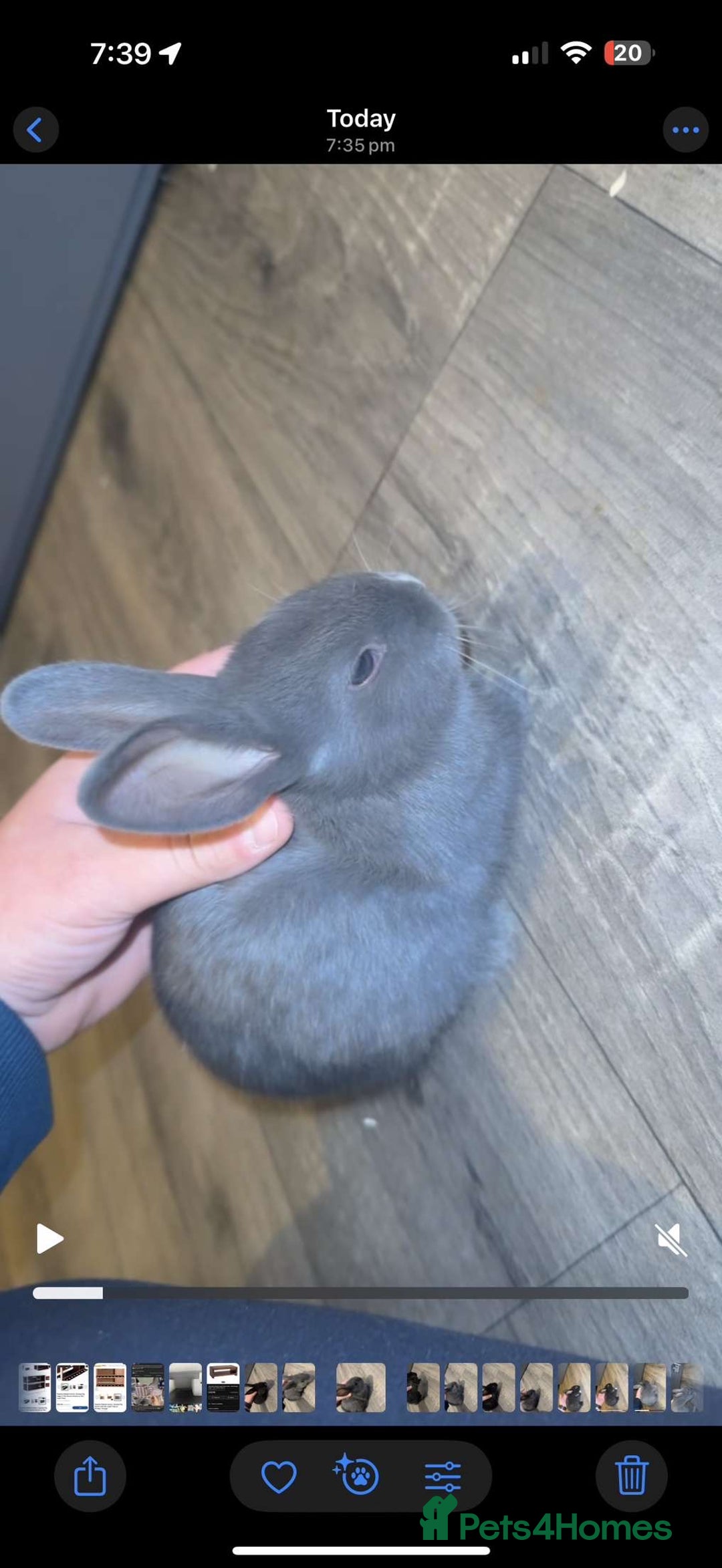 Mixed Breed rabbits for sale: savannah mini lop bunny - Image 5