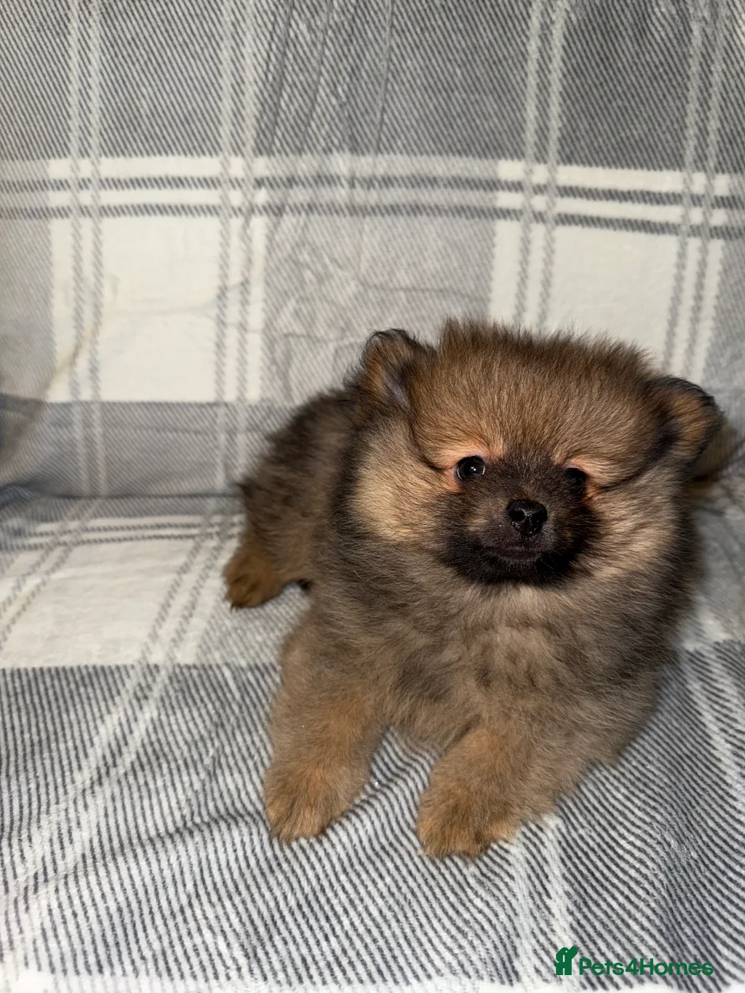 Pomeranian dogs for sale: Fully Vaccinated Orange Sable Boy Pomeranian 💙 - Advert 13