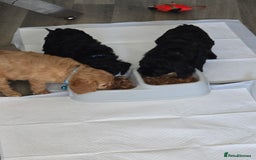 Cavapoo dogs for sale: REDUCED AMAZING F1 cavapoo puppies  - Image 11