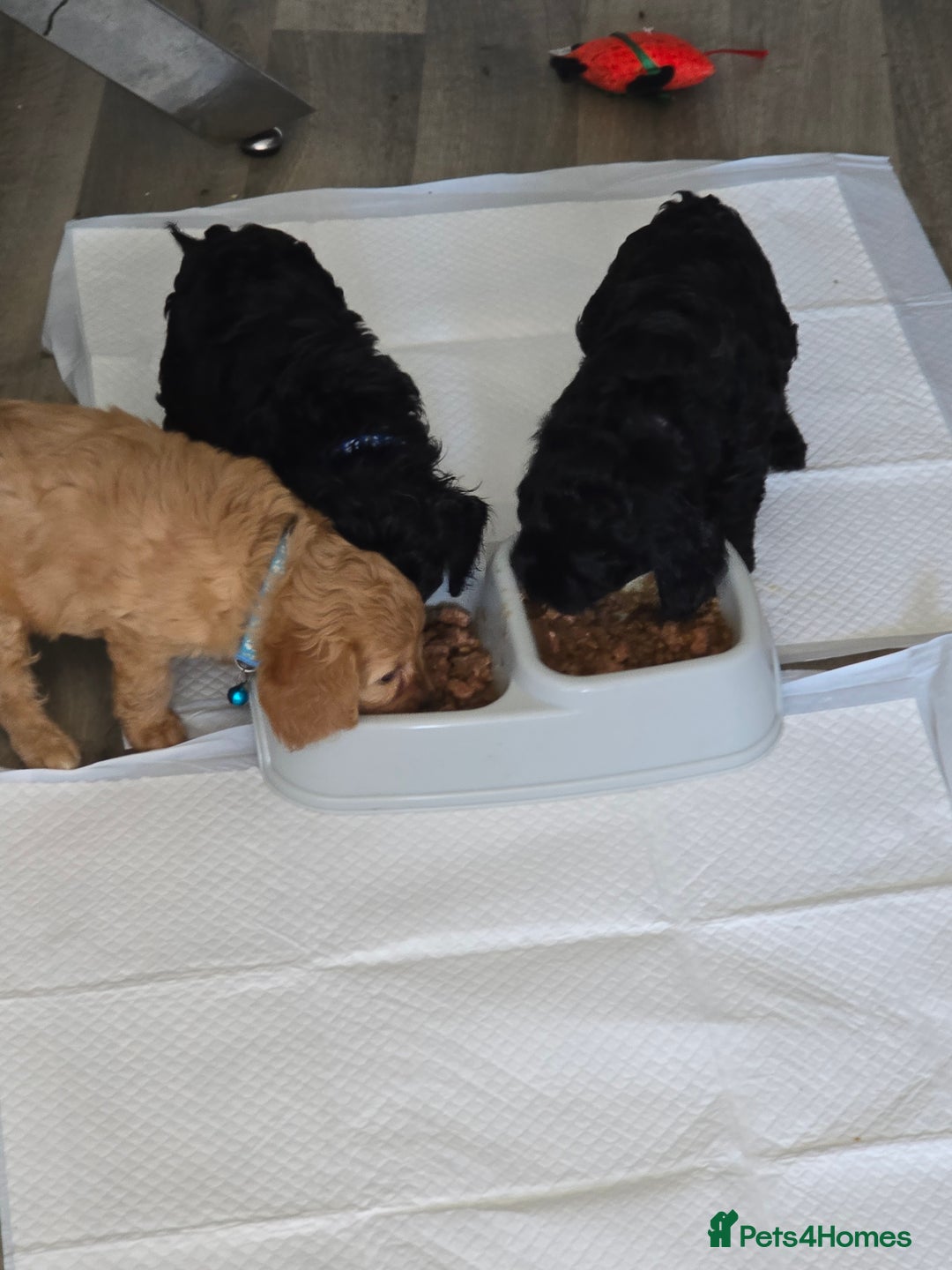 Cavapoo dogs for sale: REDUCED AMAZING F1 cavapoo puppies  - Image 11