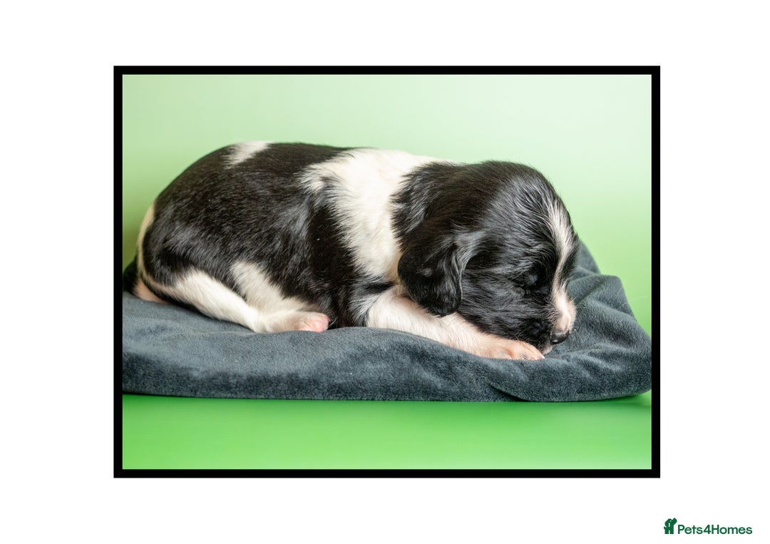 English Springer Spaniel dogs for sale: ✨ KC Registered Springer Spaniel Puppies ✨ - Advert 18