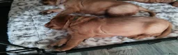 Golden Retriever dogs for sale: 1 boy ready to leave KC reg Red Golden retriever - Advert 20