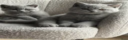 British Shorthair cats for sale: Last girl, collection 21/8  - Advert 16