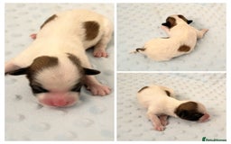 Havanese dogs for sale: Purebred KC Havanese puppies COI 0,2% - Image 6