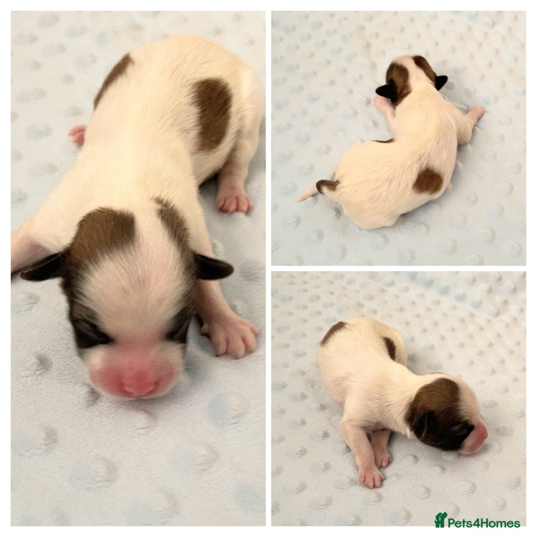 Havanese dogs for sale: Purebred KC Havanese puppies COI 0,2% - Image 6
