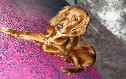 Cocker Spaniel dogs for sale: Cocker spaniel  - Image 2