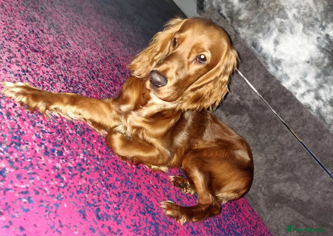 Cocker Spaniel dogs for sale: Cocker spaniel  - Image 2