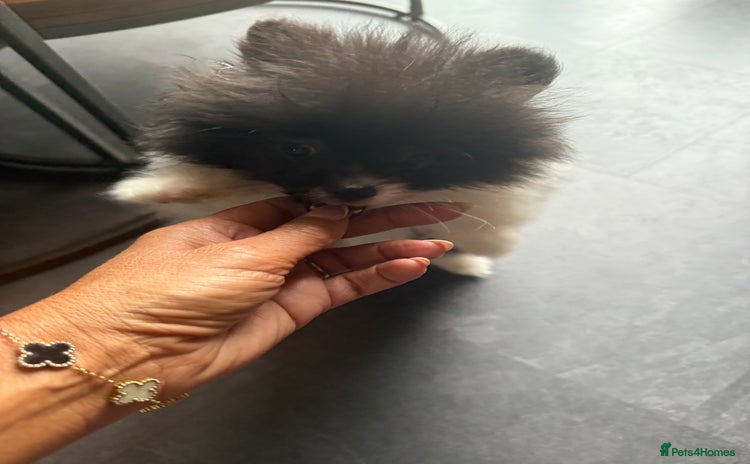 Pomeranian dogs in Wolverhampton - Advert 16