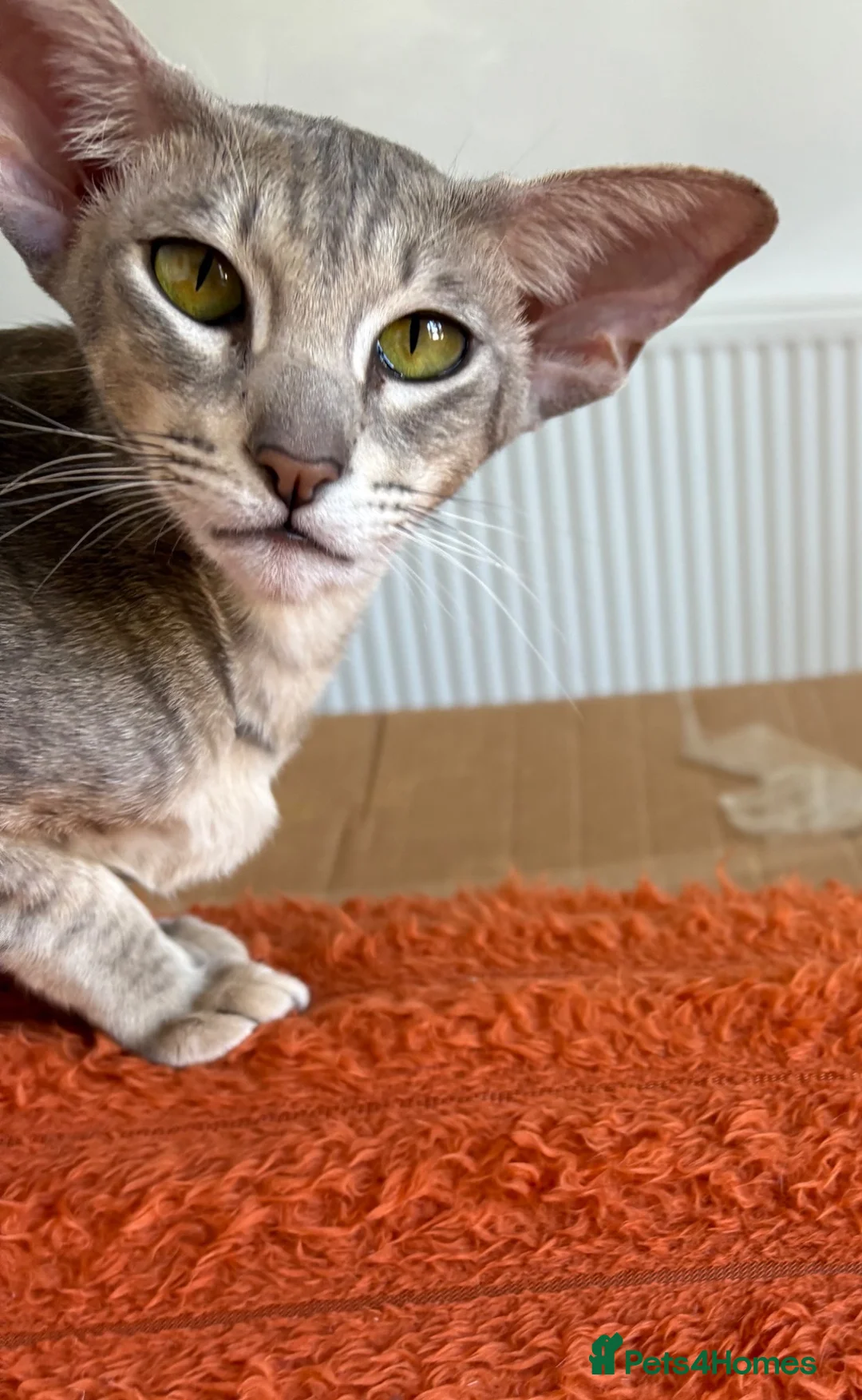 Oriental cats for sale: OSH Blue Spotted  - Advert 2