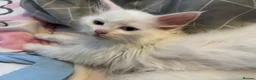 Mixed Breed cats for sale: Kittens  - Advert 8