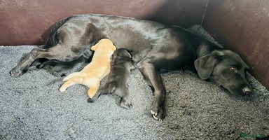 Labrador Retriever dogs - Advert 8